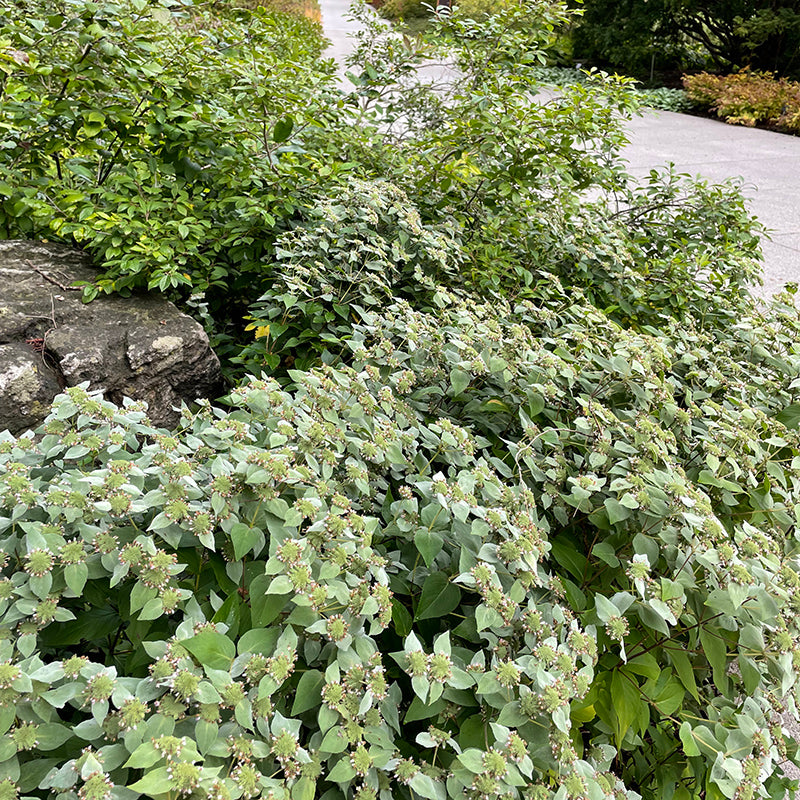 Blunt Mountain Mint, Pycnanthemum muticum, photo courtesy of the Royal Botanic Gardens