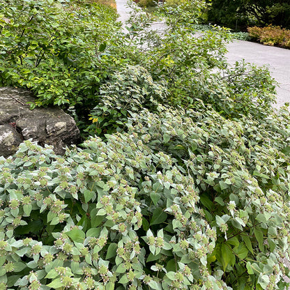 Blunt Mountain Mint, Pycnanthemum muticum, photo courtesy of the Royal Botanic Gardens