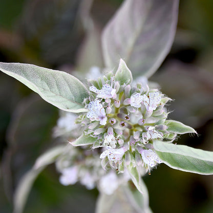 Smokey Mountain Mint, photo courtesy of Intrinsic Introductions