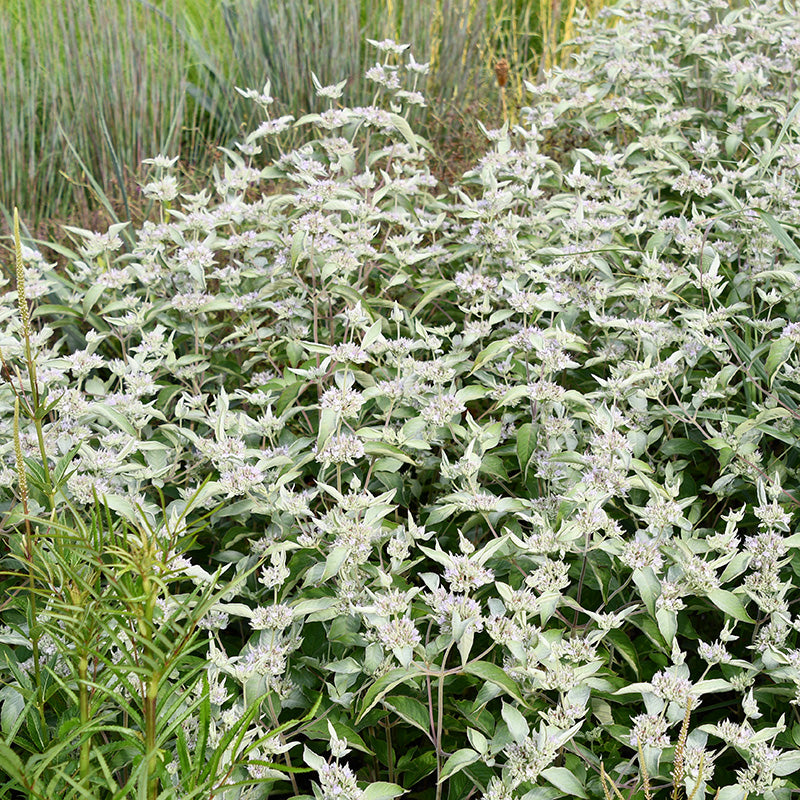 Smokey Mountain Mint, photo courtesy of Intrinsic Introductions