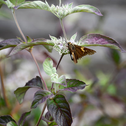 Smokey Mountain Mint, photo courtesy of Intrinsic Introductions
