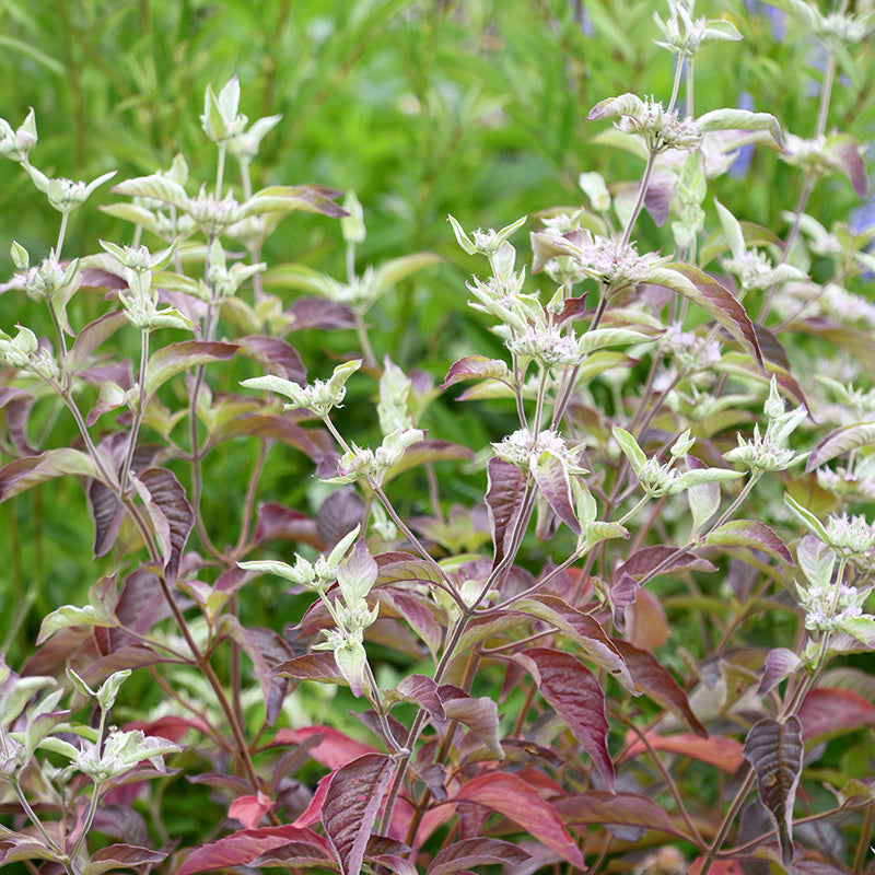 Smokey Mountain Mint, photo courtesy of Intrinsic Introductions