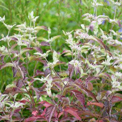 Smokey Mountain Mint, photo courtesy of Intrinsic Introductions