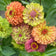 Queeny Zinnia Seed Mix