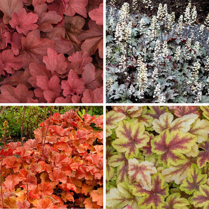 Radiant Glow Coral Bells Collection