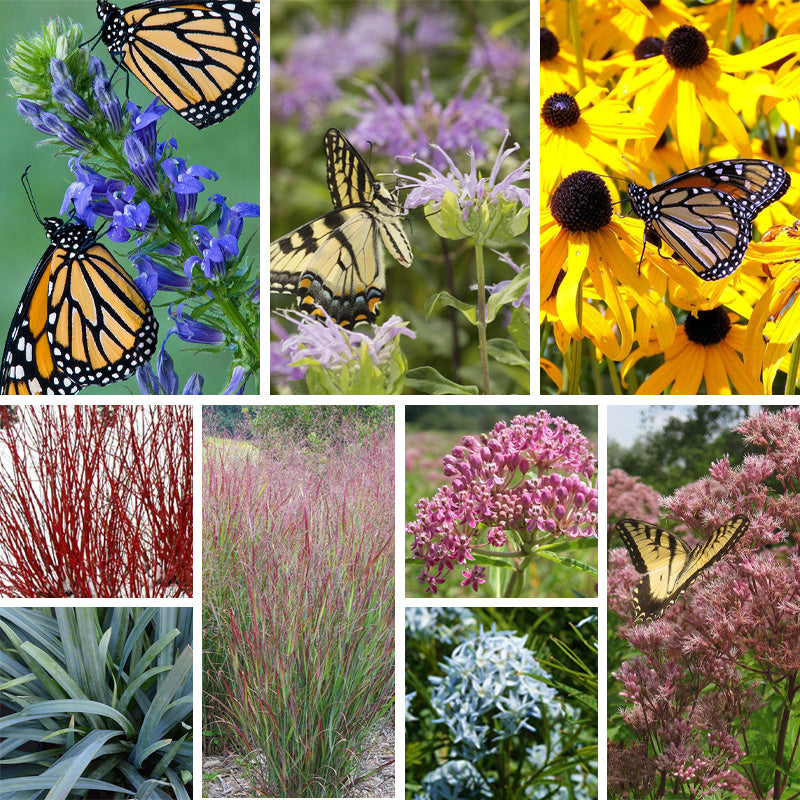 Rain Resilience Native Pre-Planned Garden