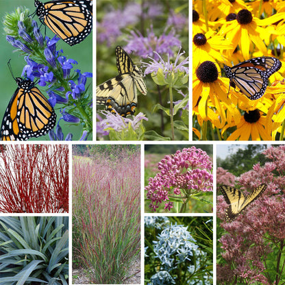 Rain Resilience Native Pre-Planned Garden