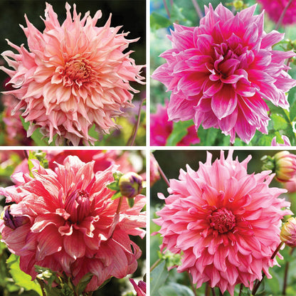 Raspberry Apricot Dinner Plate Dahlia Collection