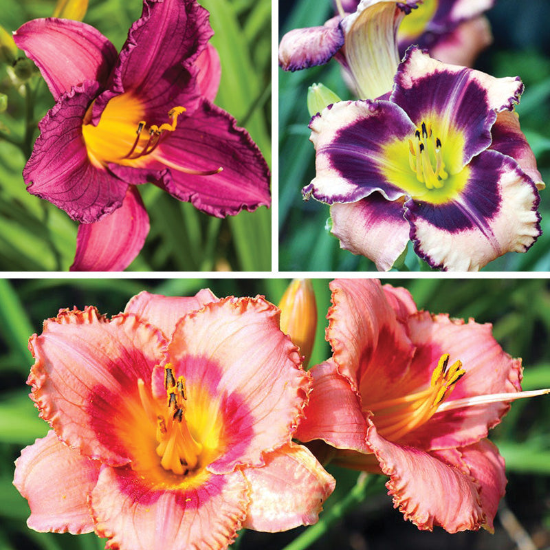 Reblooming Daylily Collection