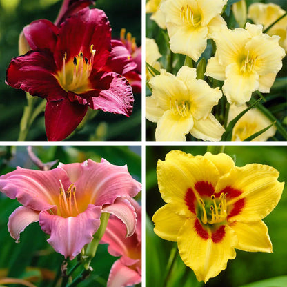 Reblooming Daylily Collection