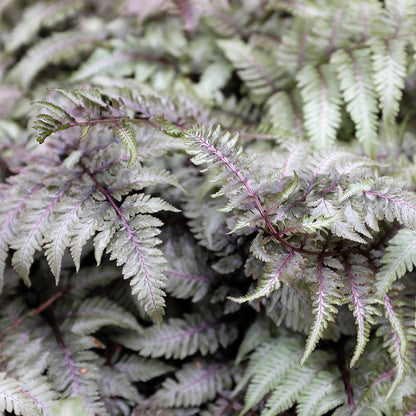Red Beauty Japanese Painted Fern