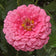 Rose Zinnia Seeds