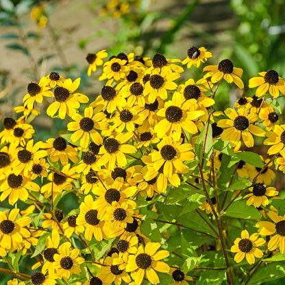Brown Eyed Susan