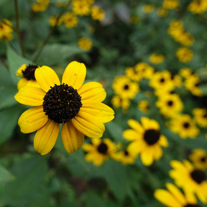 Brown Eyed Susan
