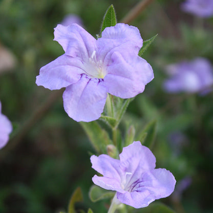 Wild Petunia