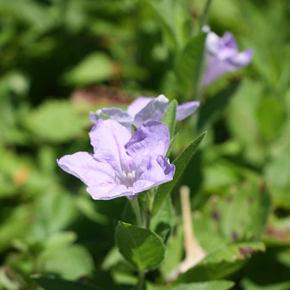 Wild Petunia