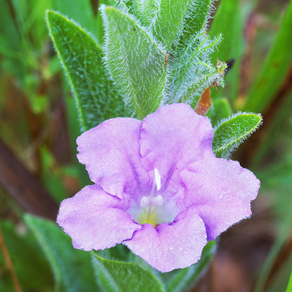 Wild Petunia