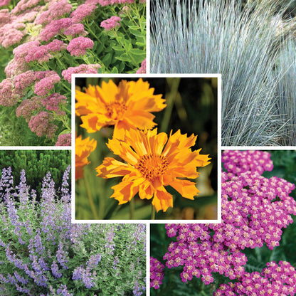 Rugged Beauty Curb Appeal Plant Collection