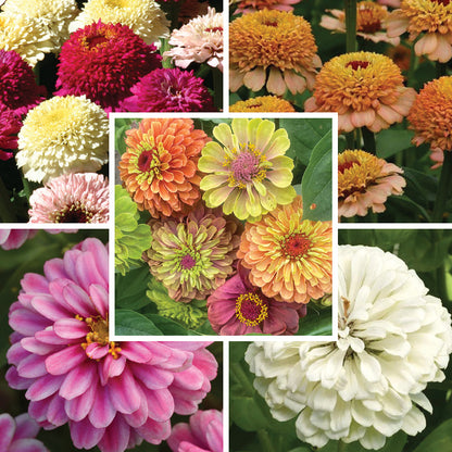 Rustic Vintage Zinnia Seed Packet Set