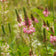 Shoshone Sainfoin Seeds