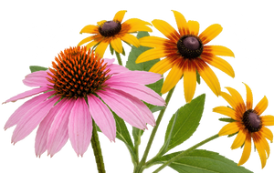 wildflowers on sale home graphic