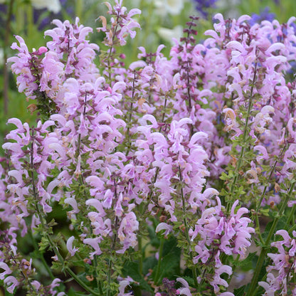 FASHIONISTA® Ballerina Pink Meadow Sage, Photos courtesy of Walters Gardens, Inc.