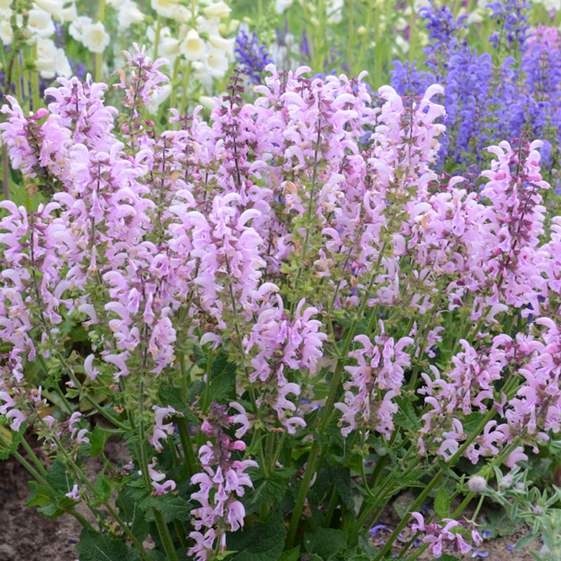 FASHIONISTA® Ballerina Pink Meadow Sage, Photos courtesy of Walters Gardens, Inc.