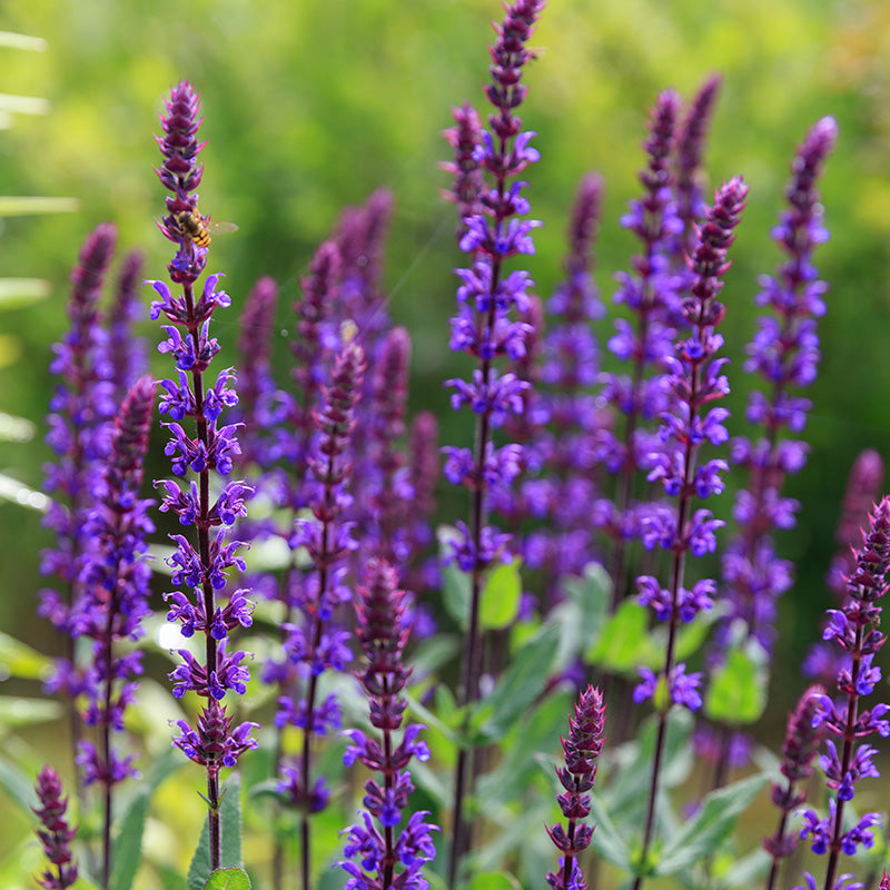 Caradonna Salvia