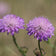 Scabiosa atropurpurea 'Double Purple'