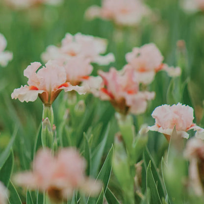 Portland Pink Dwarf Bearded Iris, Image Courtesy of Schreiner's Gardens