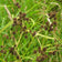 Scirpus atrovirens