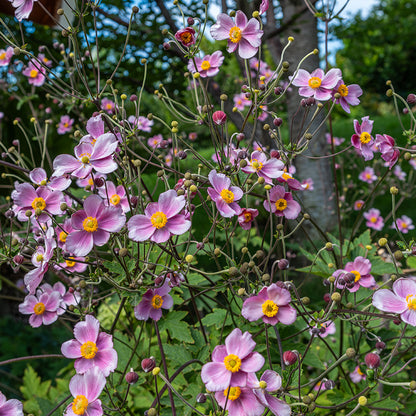 September Charm Anemone