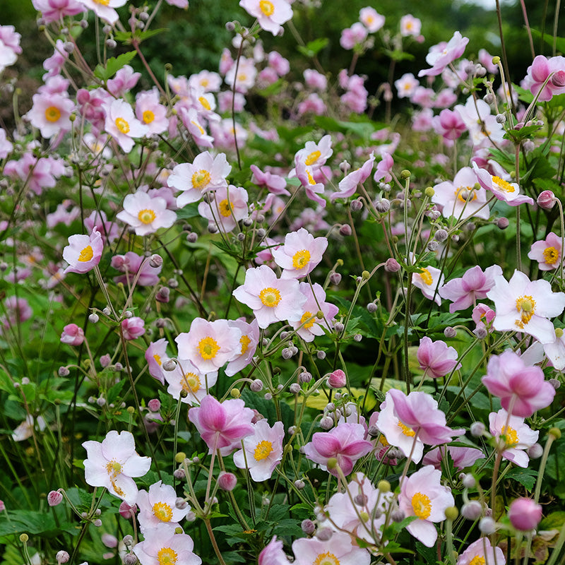 September Charm Anemone