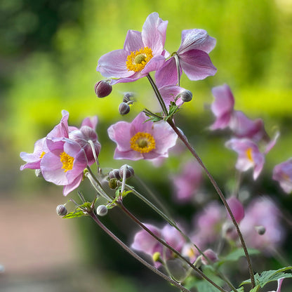 September Charm Anemone