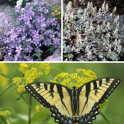 Shade Pollinator Pit Stop Plant Collection