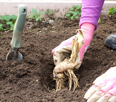 planting grass seed pacific northwest Pacific Northwest Native Grass Seed Mix