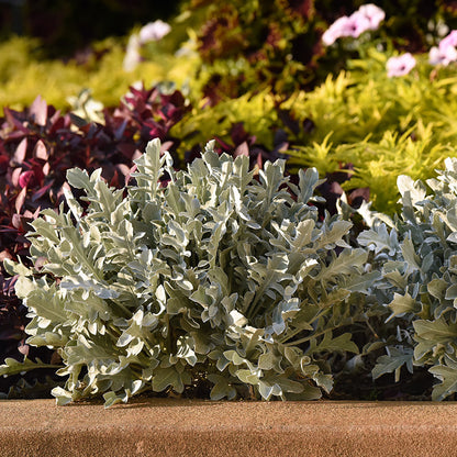 Silver Swirl Dusty Miller