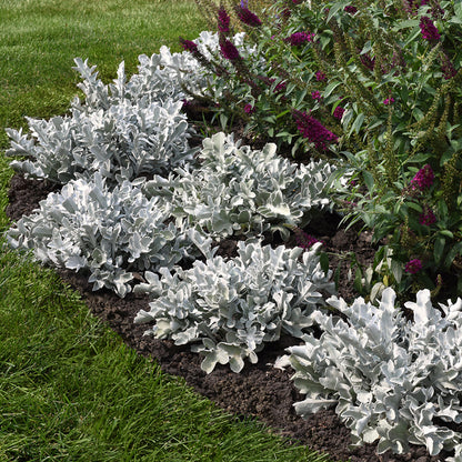 Silver Swirl Dusty Miller
