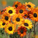 Soluna Bronze Sunflower Seeds