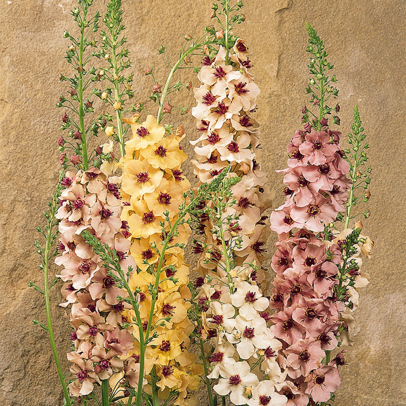 Southern Charm Mullein