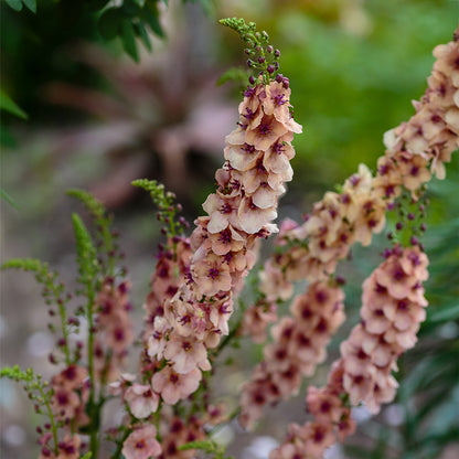 Southern Charm Mullein