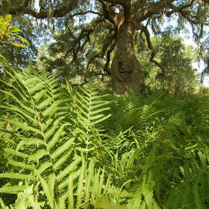 Southern Wood Fern