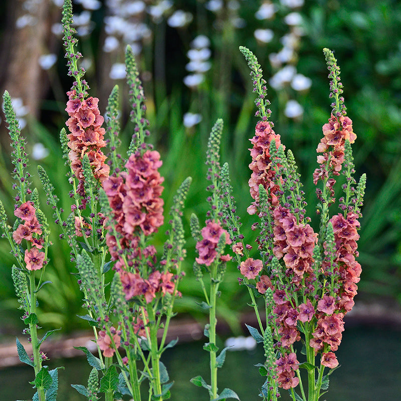Southern Charm Mullein