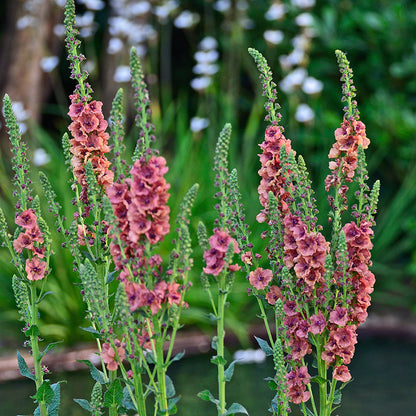 Southern Charm Mullein