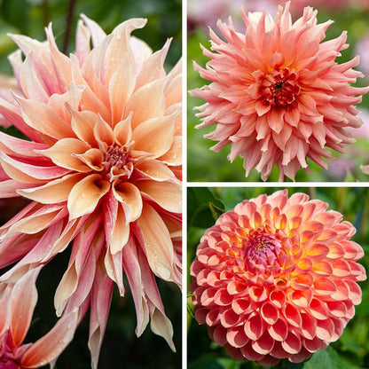 Southern Peach Dahlia Collection
