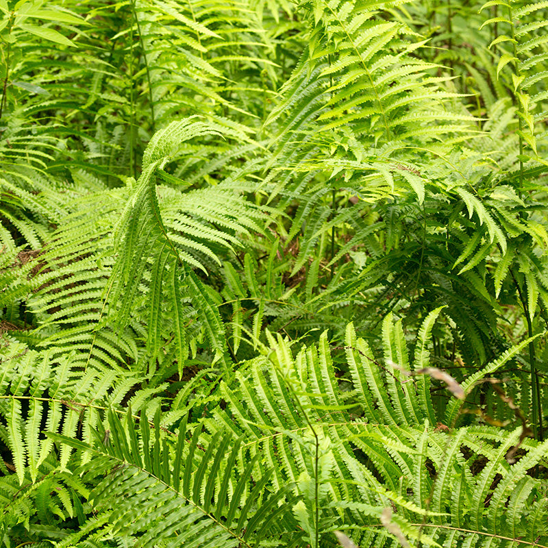 Southern Wood Fern