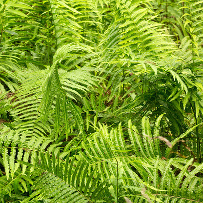 Southern Wood Fern