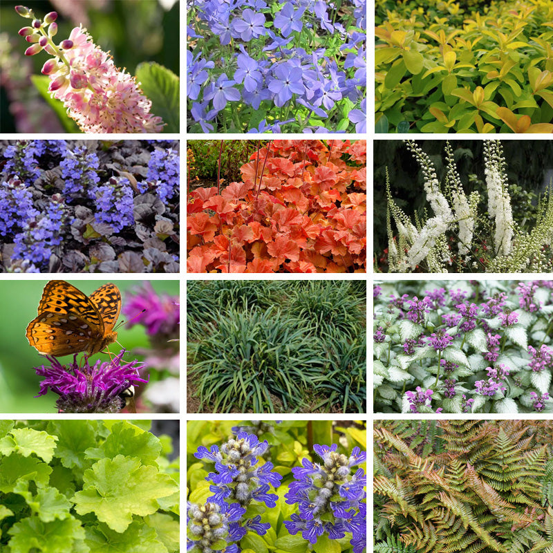 Sparkling Shade Pre-Planned Garden