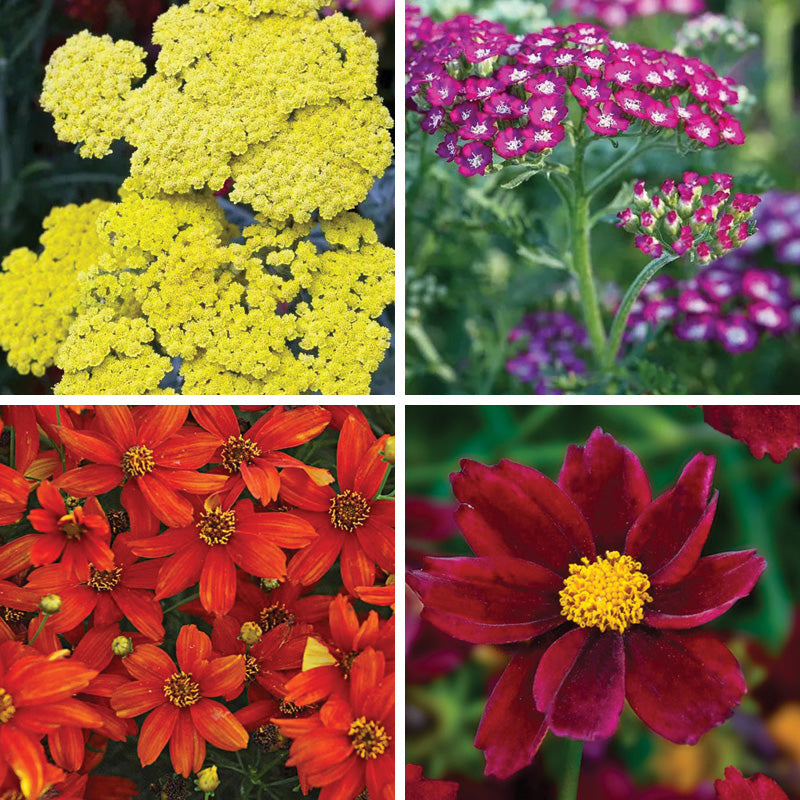 Spicy Summer Sun Low-Grow Plant Collection | American Meadows