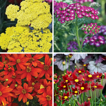 Spicy Summer Sun Low Grow Plant Collection